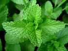Peppermint Seeds,  Herb-(Organic), FREE SHIPPING