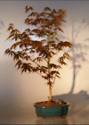 Japanese Red Maple Bonsai Tree Live Acer Palmatum Atropurpureum 11