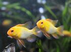 1 Male, Female, or M/F Pair of German Gold Ram Dwarf Cichlids Live Fish (1-1.5