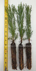 3 Giant Sequoia Trees - California Redwood -  Potted - 8