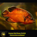 Red Copper Oscar Cichlid - ASTRONOTUS OCELLATUS  - Live Fish (2.75