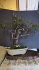 Japanese red pine bonsai est 39 Years old