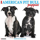 Just American Pit Bull Terrier Puppies 2024 12