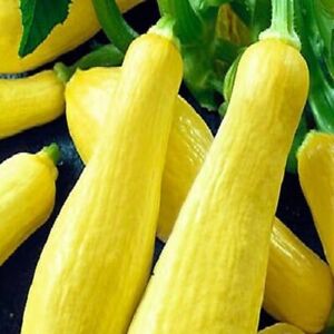 Straightneck Squash Seeds  | NON-GMO | Heirloom | Fresh Garden Seeds