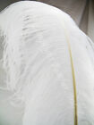 White Ostrich Feather Plume Premium 18-22+ inch per Each