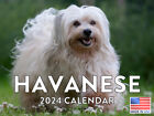 Havanese Dog Lovers and Breeders Gift 2024 Wall Calendar