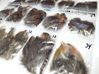 PHEASANT TAIL FEATHERS - U PICK - Various Feather Packs - Fly Tying Materials