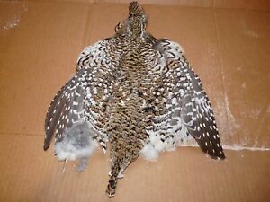 1 NUMBER 1 SHARP TAIL GROUSE COMPLETE SKIN  dried cured Fly Tying CRAFT SHARPE