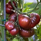 Black Brandywine Tomato, 15 Seeds, BUY 2 GET 1 FREE, FREE SHIPPING