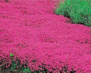 Creeping Thyme RED Groundcover Perennial Low HERB Fragrant USA Non-GMO 500 Seeds