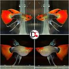 1 Trio (1M-2F) - Live Guppy Fish High Quality -Tuxedo Koi Short Ribbon USA Stock