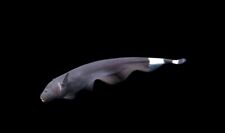 Black ghost knife Apteronotus albifrons live fish 12-15cm