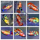 Live Betta Fish HMPK Female Koi Galaxy Multiple  Color Good for Sorority/Breed