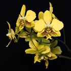 Phalaenopsis Stuartiana Var Nobilis Bloom Size Orchid Species