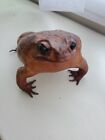 Vintage Stuffed Taxidermy Real Brown Bull Frog Toad Figure