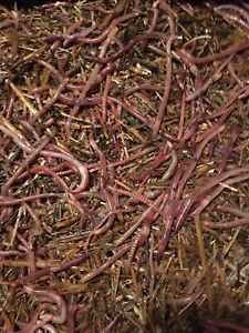 1 Lbs. Red wiggler Composting worms
