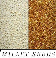 RED & WHITE Proso Millet Seed Wild Bird Food Raw & Recleaned! ***Choose Size***