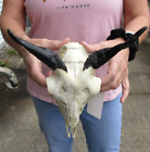 New ListingAuthentic Goat Skull with 5 inch horns from India, taxidermy # 48678