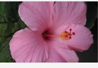 SEMINOLE PINK HIBISCUS WELL ROOTED STARTER LIVE PLANT 5 TO 7 INCHES TALL