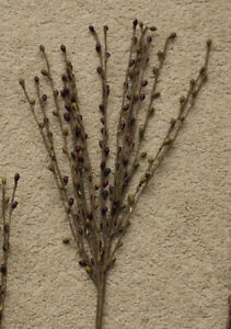 Set of 3 -- Pip Berry Picks / Stems / Bunches -- BURGUNDY AND OLIVE