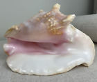 Large Pink Queen Conch Shell | Natural Seashell | Beach Nautical Ocean Decor