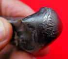 The Best Oriented - 64.13 g SIKHOTE ALIN IRON METEORITE - FLOW LINES/THUMBPRINTS