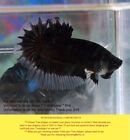 LIVE Betta fish Black Bf Hmpk  male B19 Charmingbetta From Thailand.