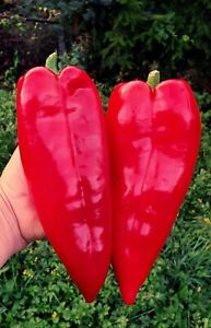 30 SEEDS ORGANIC SWEET GIANT MARCONI ITALY PEPPER SEEDS NON-GMO