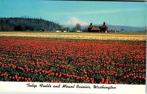 Postcard WA Tulip Fields Mount Rainier Orting Farm Panoramic View