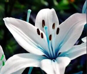 45+Seeds Blue Lily / blue Rare Lily Plant Seeds Potted.