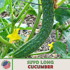 20 Suyo Long Cucumber Seeds, Heirloom, Non-GMO, Genuine USA