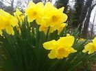 25 WILD DAFFODIL bulbs  Lent Lily (Narcissus pseudonarcissus)