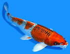 Live koi fish 11-12