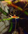 New ListingExotic Ultra Red Chili Guppy/Endler Hybrid Male + Free Shipping