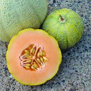 Minnesota Midget Cantaloupe Seeds 25+ Mini Melon Fruit NON-GMO FREE SHIPPING