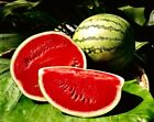 25+ Crimson SWEET Watermelon Seeds | Non-GMO | Heirloom | Garden Seeds ! Red !!!