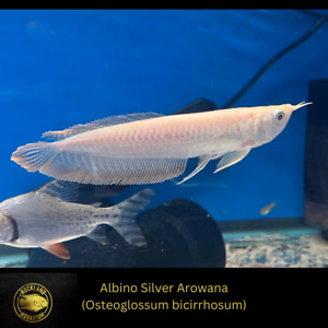 Albino Silver Arowana - High Quality   Pellet Trained Healthy Live Fish (5