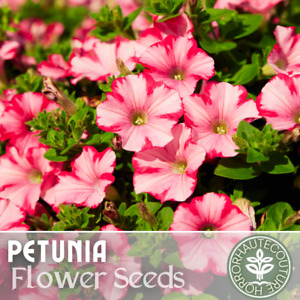 1000+ Magenta Allure Petunia Seeds US SELLER Perennial Flowers Seed Annual Bulk