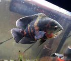 LIVE Freshwater American Black Tiger Oscar Cichlid Fish