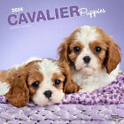 Browntrout Cavalier King Charles Spaniel Puppies 2024 12 x 12 Wall Calendar w