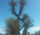 Yucca Seeds (Yucca Schidigera) -30seeds-
