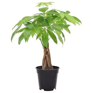 Money Tree Live Indoor Plant in 4 in. Plastic Grower Pot ***Cannot Ship to Ha...