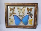 New ListingGorgeous Vintage Wood Framed Real Butterfly Collection Electric Blue Morpho +