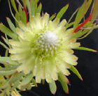 Protea scolymocephala Plant - Thistle Protea - Rare in Cultivation!!