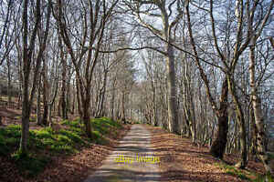 Photo 12x8 The road from South Sutor towards Cromarty Mains Cromarty/NH 2 c2022