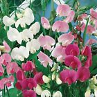 Sweet Pea Fragrance Oil Candle/Soap Making Supplies **Free Shipping **