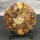 Natural Ammonite Disc Fossil Conch Specimen Crystal Healing Reiki +Stand 1PC