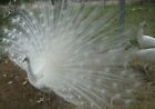 4 white Peacock Hatching Eggs  02-804 ---- Ready Now!!