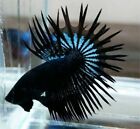 betta fish live Crown Tail Black Orcid Male Form Indonesia