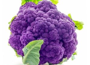 25 SEEDS Purple Cauliflower Garden Fresh Vegetables Healthy Planting